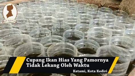 Begitu juga dengan ikan yang dimasinkan, dipanggang dan diperam akan mempunyai kadar histamine yang tinggi. Cupang Ikan Hias Yang Pamornya Tidak Lekang Oleh Waktu ...