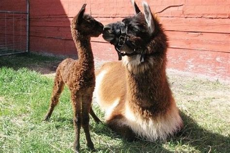 Like humans, llama males and females mature sexually at different rates. One method to detect if a female llama is pregnant that is ...