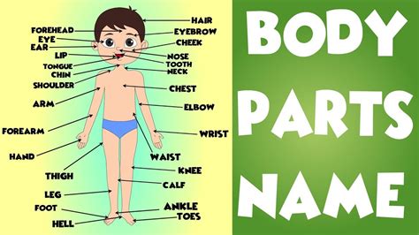 The names of parts of the body in english with the pronunciation of each one. DÍA A DÍA EN NUESTRA AULA: PARTS OF THE BODY