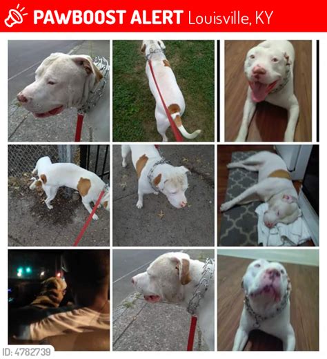 Craigslist lexington ky by owners. Lost Male Dog in Louisville, KY 40215 Named City (ID ...