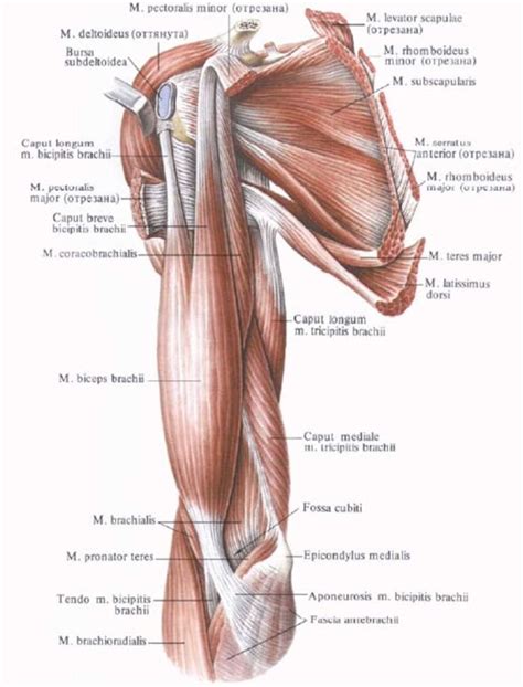 The number of bones in the arm and wrist are equal in males and females as shown in diagram here. Diagram Shoulder Muscles - koibana.info | Shoulder anatomy, Muscle anatomy, Human body anatomy