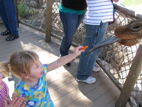 Camels thought by many to have poor hearing. Mom's Inside Story: Our trip to the Zoo