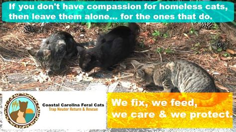 Tasha began stray and feral cat rescue on july 4, 2009. Coastal Carolina Feral Cats TNR & Rescue is a grassroots ...