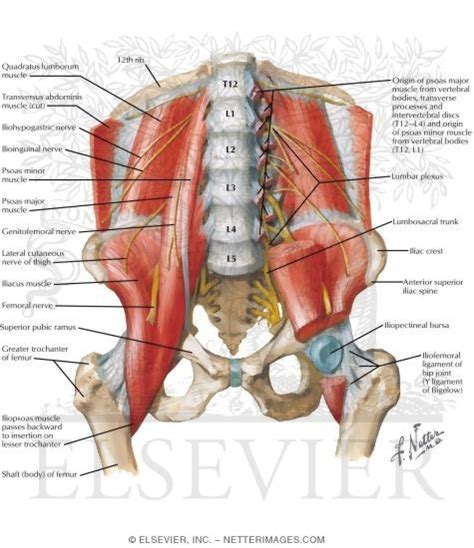 The female pelvis is slightly different from the male pelvis. Anterior Muscles of the Pelvis