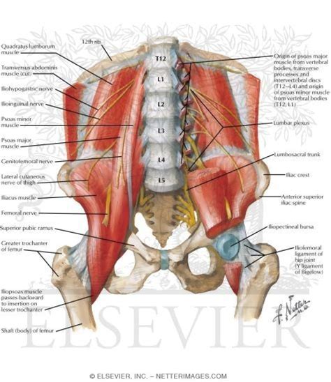 Maybe you would like to learn more about one of these? Anterior Muscles of the Pelvis