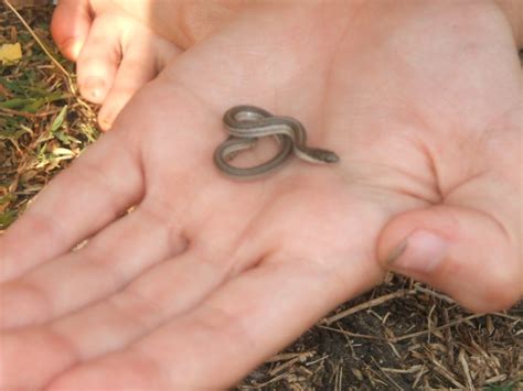This animal is a long, thin reptile, and many people are scared of them. Baby Snakes