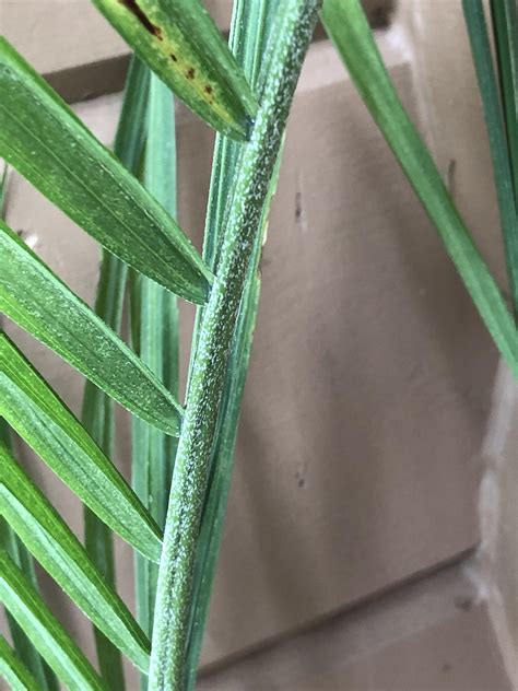 If you're caring for a majesty palm indoors and your air is super dry, the palm tips can turn brown. Is That Normal?? (Majesty Palm) : plantclinic