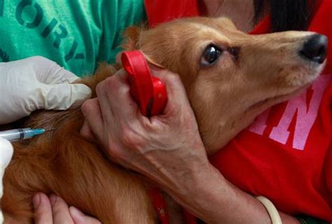 Jabatan perkhidmatan haiwan dan perusahaan ternak 1960 km. SSPCA cadang buka klinik pemandulan kucing, anjing atasi ...