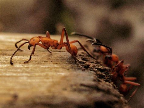 Aquello que se hace con muchas manos. Marabunta - Army Ants | (Eciton hamatum) | Diego Galarraga ...