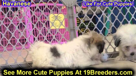 Our puppies are raised in our home among our family. Havanese, Puppies, For, Sale, In, Duluth, Minnesota ...