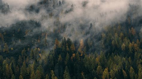 Daily additions of new, awesome, hd nature wallpapers for desktop and phones. Foggy Forest Wallpapers HD | PixelsTalk.Net