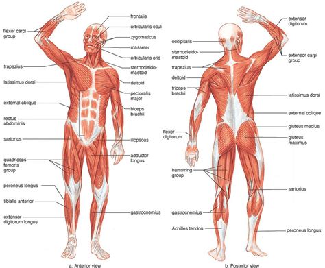 The interactive muscle anatomy diagram shown below outlines the major superficial (i.e. Blank Muscle Chart | Human muscle anatomy, Human muscular ...