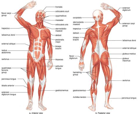 Freetrainers.com has a vast selection of exercises which are used throughout our workout plans. Blank Muscle Chart | Human muscle anatomy, Human muscular ...