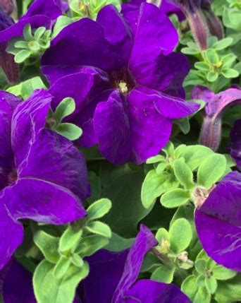 We did not find results for: Petunias in Bentonville, AR - MATKINS FLOWERS & GREENHOUSE