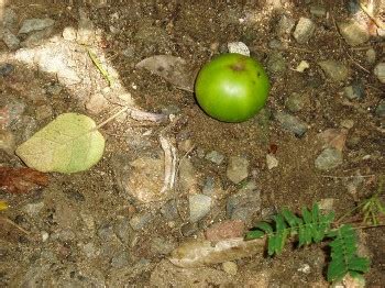 Overwatering can rot cactus roots and stem. Hikers Beware - Nurses and Doctors Warn of Severe Symptoms