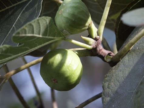 Stinging arizona harvester ant hybrids. Ants On Figs | Walter Reeves: The Georgia Gardener