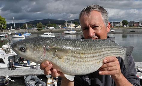 How to grow a mullet. The Perplexing Mullet - Talk Sea Fishing