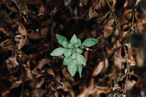 Genealogy for rose brown (regan) (deceased) family tree on geni, with over 200 million profiles of ancestors and living relatives. plant - Redeeming Productivity