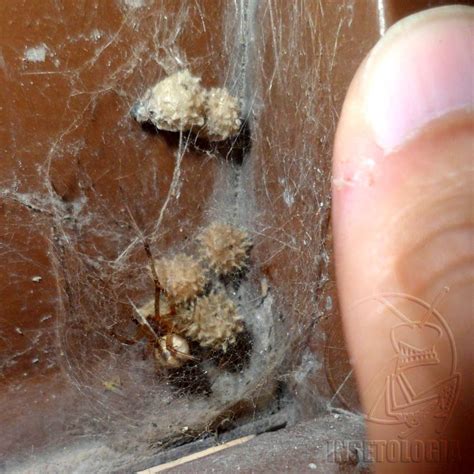 Mesmo que a aranha não pareça as citadas acima, procure um. Insetologia - Identificação de insetos: Picada de Viúva ...