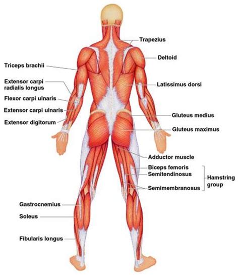 Smooth muscle vector illustration diagram, anatomical scheme with human gut. Skeletal Muscles