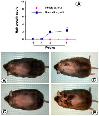 The finding is an offshoot of a study funded by the national institutes of health. peptides: Astressin-B peptide help hair loss