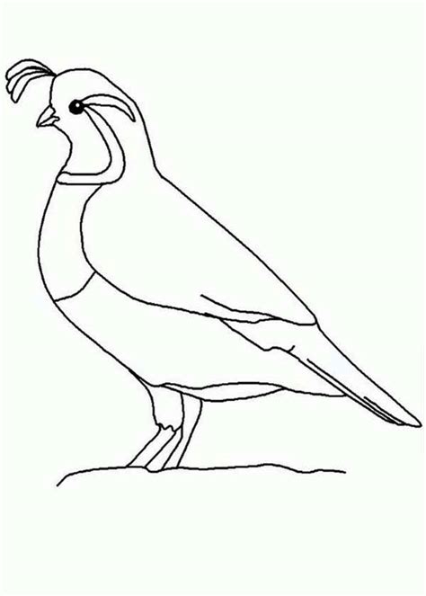 Black and white vector illustration. Quail Outline Coloring Page : Color Luna