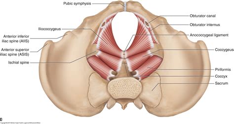 It affects the entire lower limb and the movement of the hip and the lumbar area. Muscles of the Pelvis
