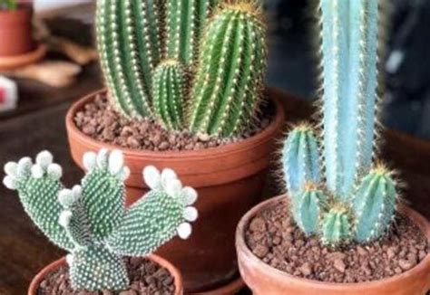 Descubre los mejors trucos sobre cómo cuidar un cactus además los cactus o suculentas son un tipo de plantas que forman parte de la familia de las cactáceas. Significado de los CACTUS EN EL HOGAR ¿Buena o mala suerte?