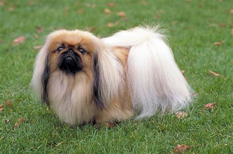 We did not find results for: 8 Dog Breeds that Originated in China - PetGuide