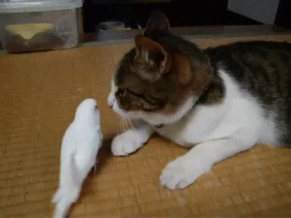 Find everything from funny gifs, reaction gifs, unique gifs and more. 仲良しな猫とインコがキスするGIF画像｜無料GIF画像検索 GIFMAGAZINE 54212