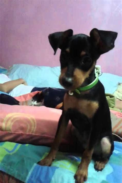 Maybe you would like to learn more about one of these? crying dog - miniature pinscher - YouTube