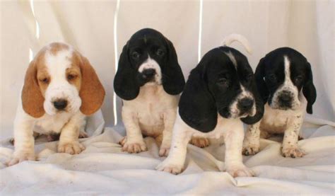 Click here to be notified when new basset hound puppies are listed. Beautiful Purebred Basset Hound Puppies for Sale in ...