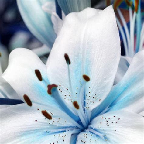 Maybe you would like to learn more about one of these? Gambar Bunga Lily Biru