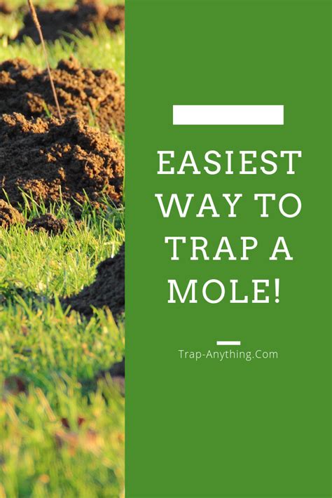 Removing the moles find an active tunnel. Trapping Moles - Removal And Prevention (With images ...