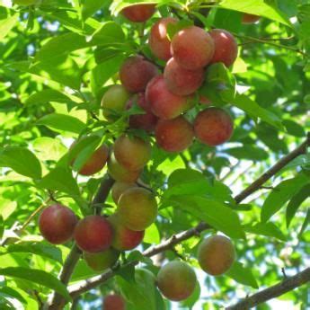 Shaping and promoting a particular tree form is done to establish the plant in a particular situation under certain. Standard Plum Trees (With images) | Plum tree, Plum, Tree