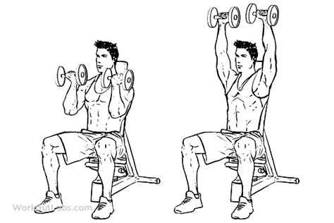 In this guide, we're going to break down the seated dumbbell shoulder press and discuss how to use the. Seated Arnold Dumbbell Press | WorkoutLabs