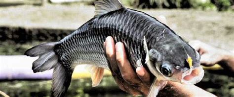 We did not find results for: Gambar Mengetahui Umpan Jitu Mancing Ikan Jelawat Air Sungai Ubi Buah di Rebanas - Rebanas