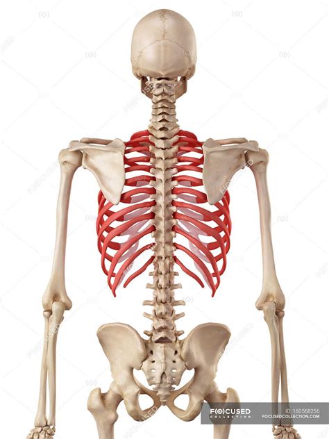 Anteriorly, they continue as cartilage, known as costal cartilage. Rib Cage Anatomy - Anatomy Color Coded Lungs Inside Rib Cage 3d Illustration Stock Photo ...