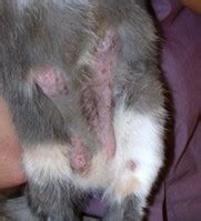 Feline miliary dermatitis is a general term used to describe a skin condition in cats that most commonly results from an allergic reaction. Carolines Safehouse for Stray & Abandoned Cats: Miliary ...