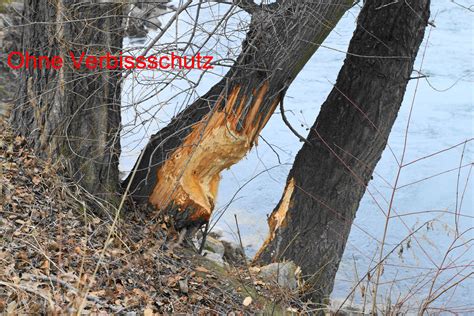 Ein baum welcher für schatten und sauerstoff sorgt ist schließlich nicht so wichtig, wenn man gelder einsparen kann, welche dann an anderer stelle sinnlos „verbraten werden. Forstner: Schutz der Bäume am Donaukanal vor Biberverbiss ...