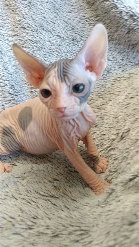 Black sphynx kittens for sale california. Don Sphynx Cats For Sale | Crestline, CA #200562 | Petzlover