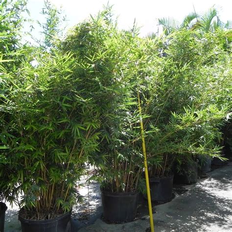 Bambusa multiplex 'alphonse karr' excellent natural informal screen with attractive stems that are brilliantly striped green on yellow with new growth pinkish and green. Alphonse Karr | Bambusa Multiplex | Palmco - Wholesale ...