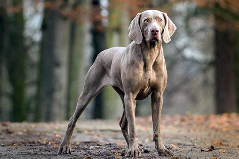 Lancaster puppies advertises puppies for sale in pa, as well as ohio, indiana, new york and other. Weimaraner puppies for sale price range? Weimaraner dogs cost?