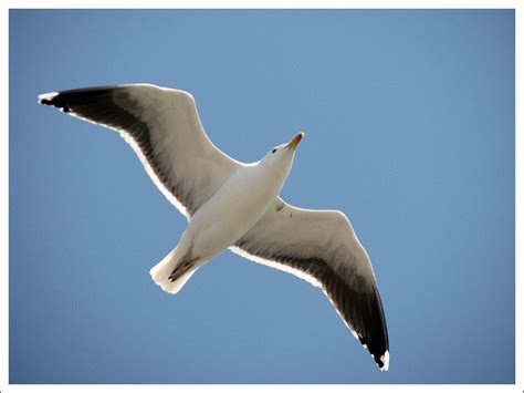 Juan salvador gaviota, aquí es referido en particular, por su nombre, en cambio, gaviota como a la especie de animal que es. JUAN SALVADOR GAVIOTA | click here to add a description ...