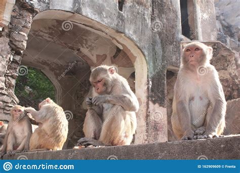 7 dharam kendre mandir essen und die jugendvereinigung des kultureller verein afghanischer hindus in deutschland, e.v mit engagement und erfahrung profil. Affen In Galta Ji Mandir Temple Monkey Temple, Jaipur ...