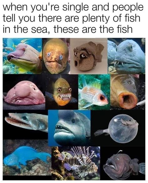 Best marine biology quotes selected by thousands of our users! Pin by Holly Lovegrove on Funny or Cute (With images) | Sea fish, Monkey stuffed animal, Plenty ...