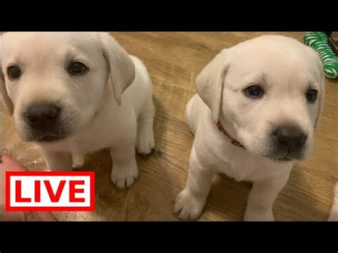 Here's a great video to show how our organization works from puppy to assistance dog and from application to graduate. LIVE STREAM Puppy Cam! Adorable 6 weeks old Labrador ...