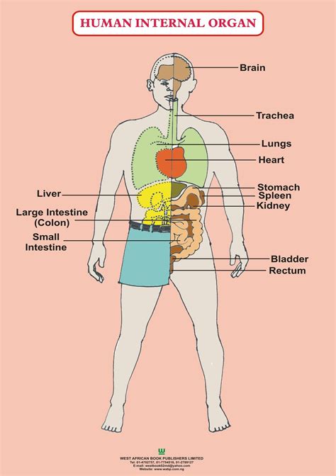 The internal organs an organ is a collection of tissues that has a specific role to play in the human body. Image Of Human Internal Organs | Human body diagram, Human body anatomy, Human body organs