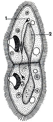 3,501,123 likes · 89,299 talking about this. Класс инфузории (Infusoria, или Ciliata) [1968 - - Жизнь ...