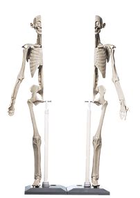 Get stuck in with modelling with our range of clay from fimo, das and gedeo. Models | ANATOMY IN CLAY® Learning System | Anatomy models ...